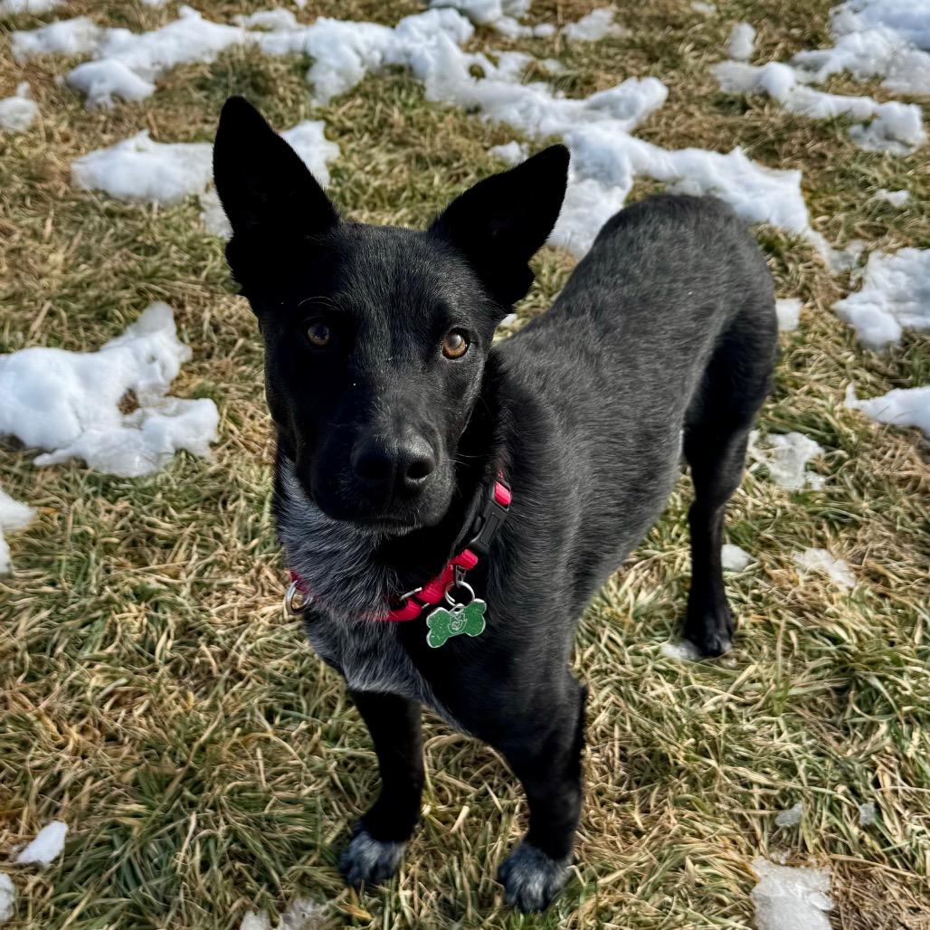 Enlarge Yang, a Adoptable mixed breed in Glenwood Springs, CO image 3/5