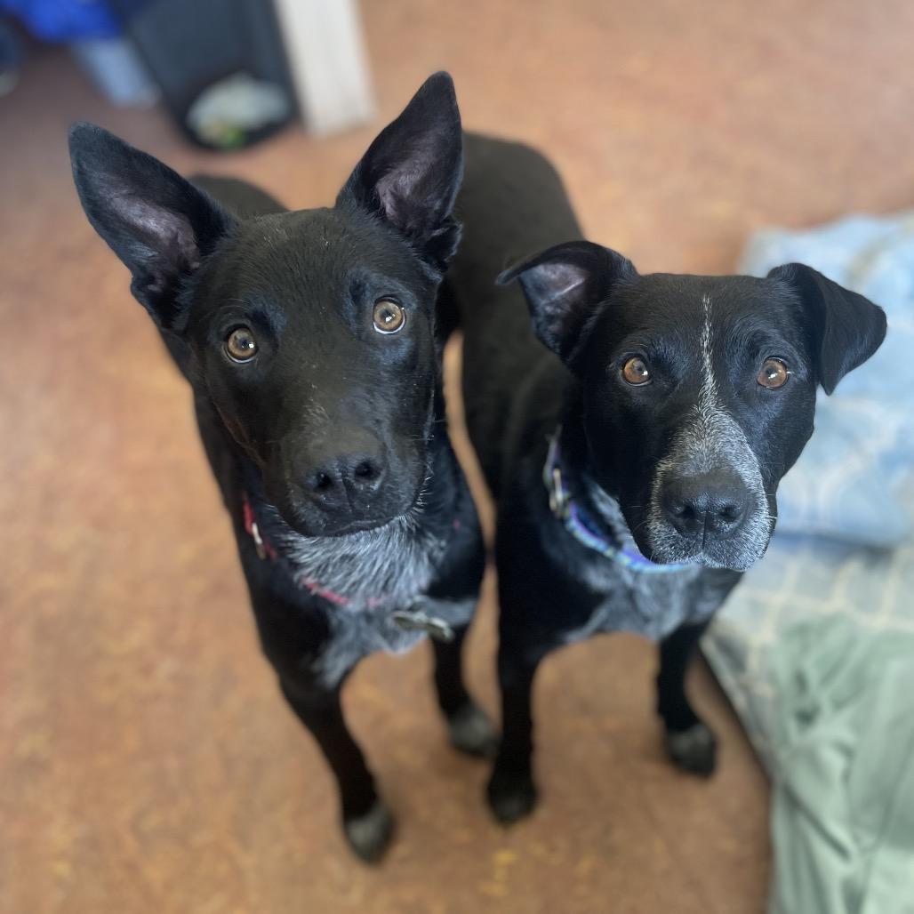 Enlarge Yang, a Adoptable mixed breed in Glenwood Springs, CO image 4/5