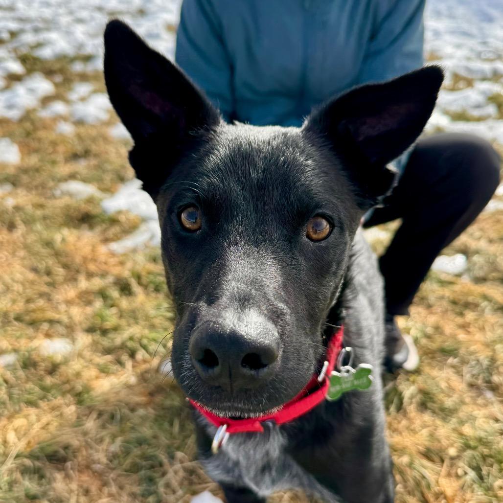 Enlarge Yang, a Adoptable mixed breed in Glenwood Springs, CO image 5/5
