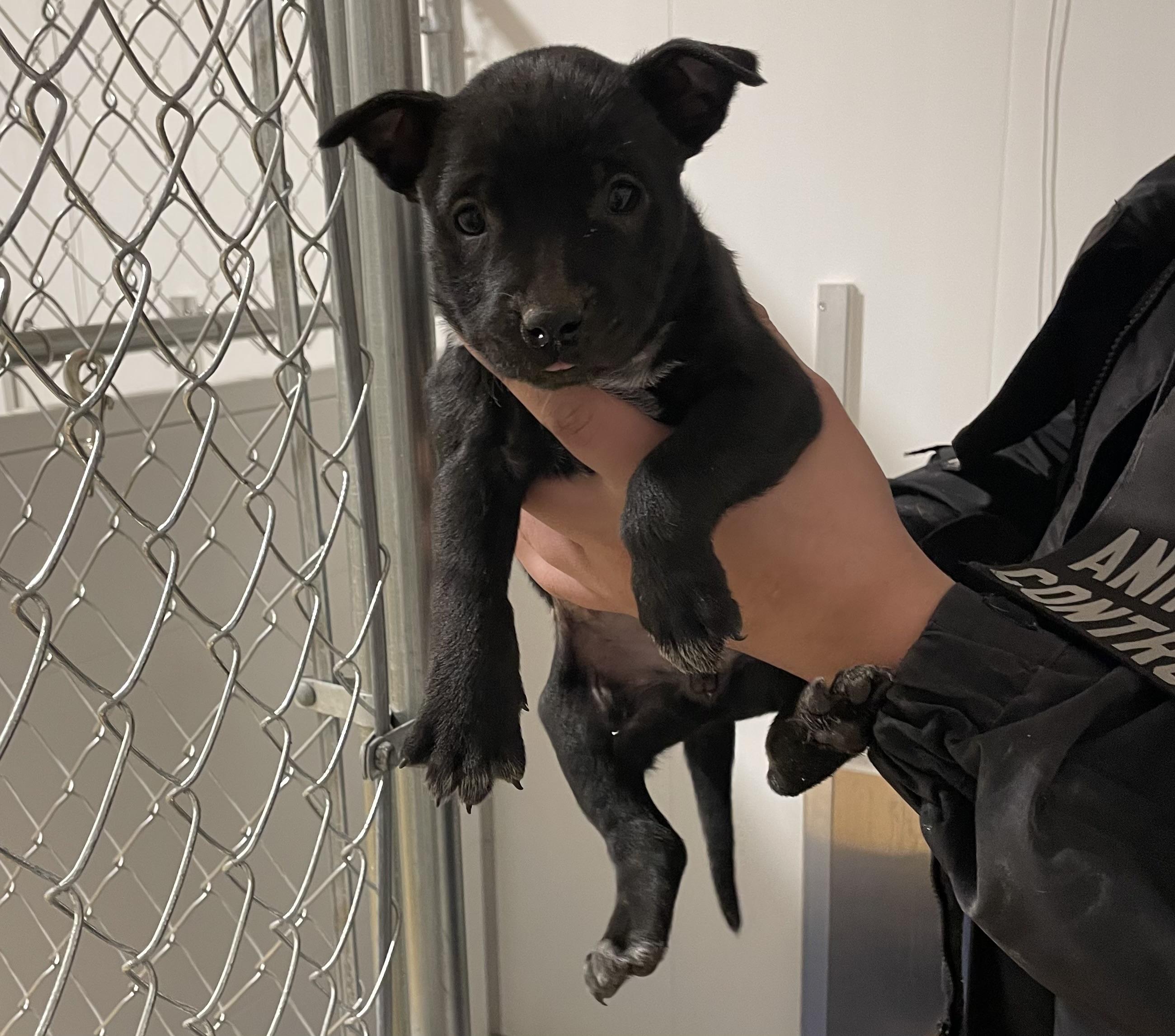 Enlarge Nacho, a ADOPTABLE mixed breed in Portales, NM image 1/1