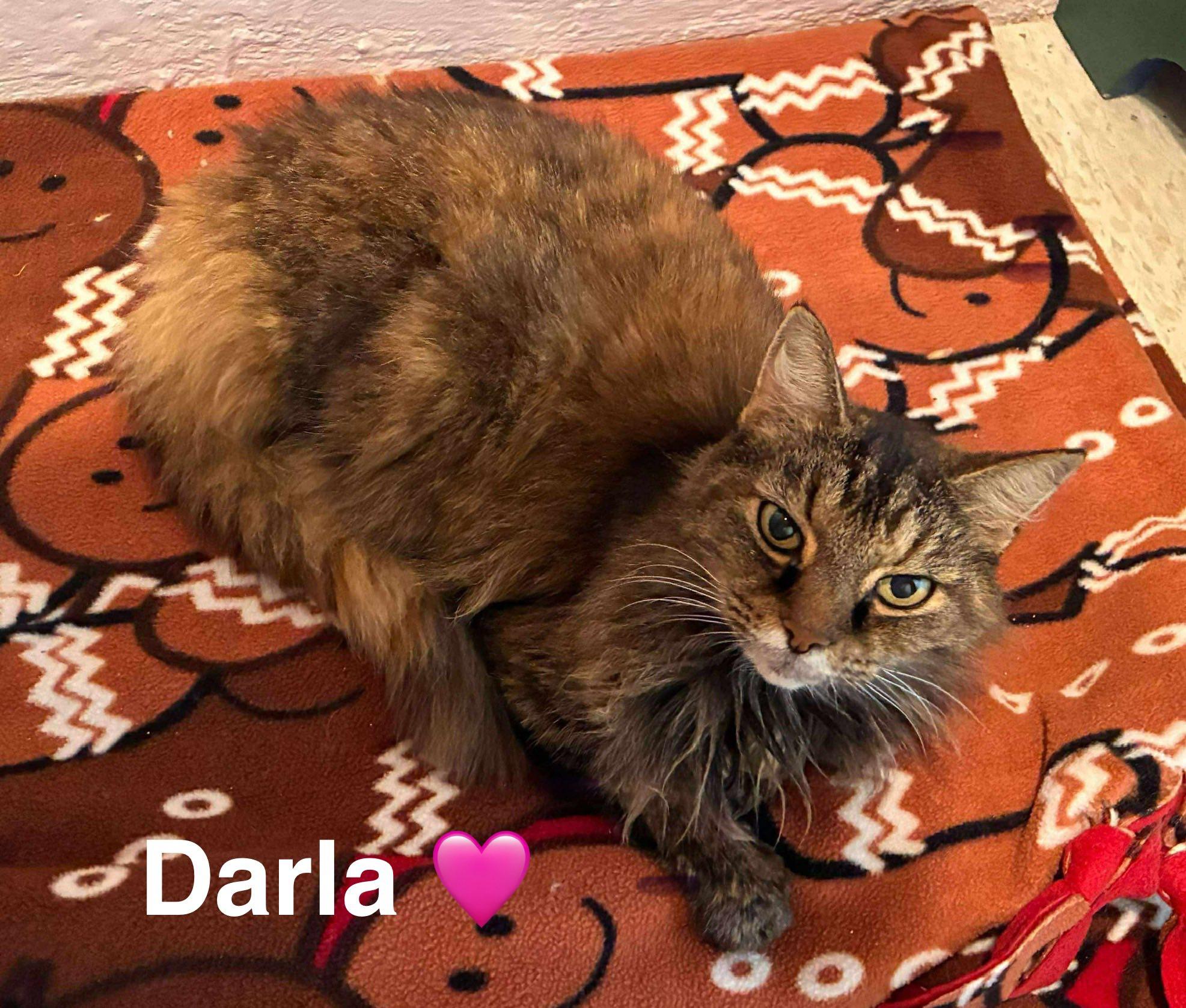 Darla
