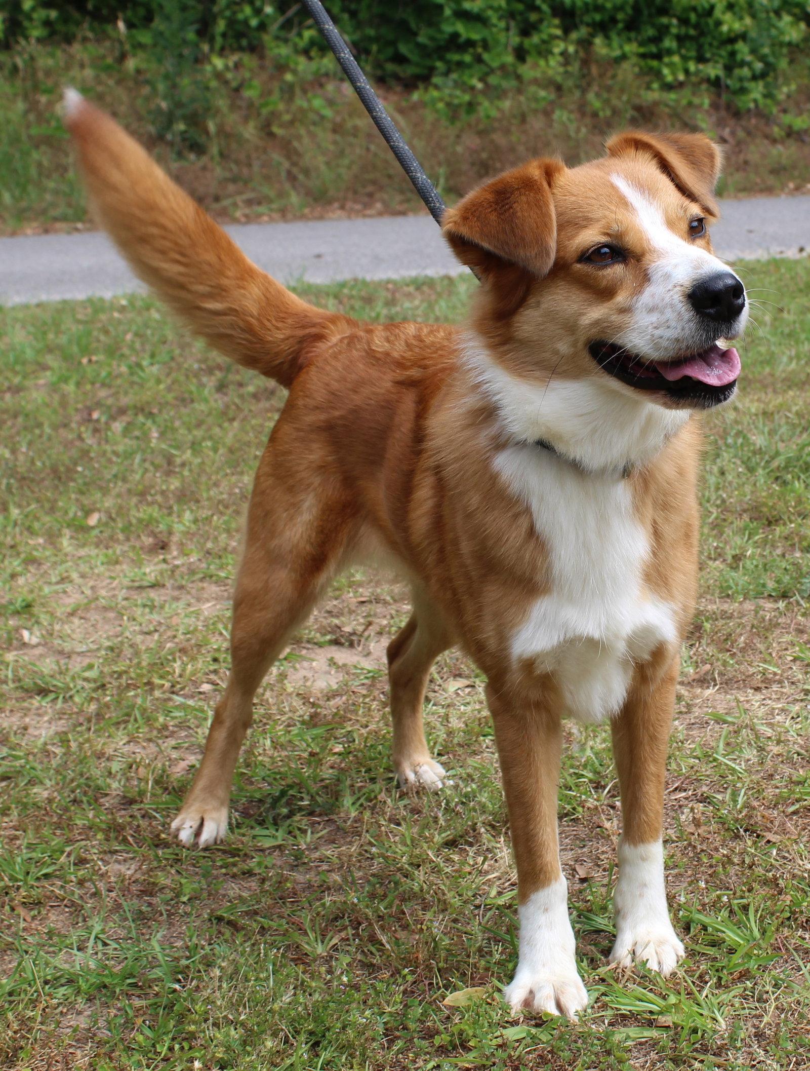 Enlarge Clover 43412, a Adopted Retriever in Prattville, AL image 1/3