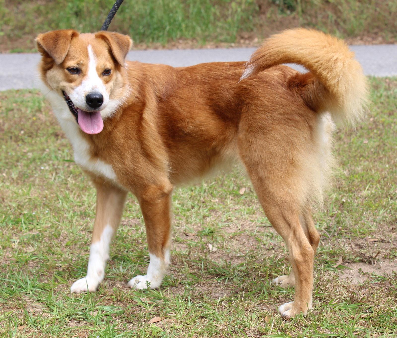 Enlarge Clover 43412, a Adopted Retriever in Prattville, AL image 2/3