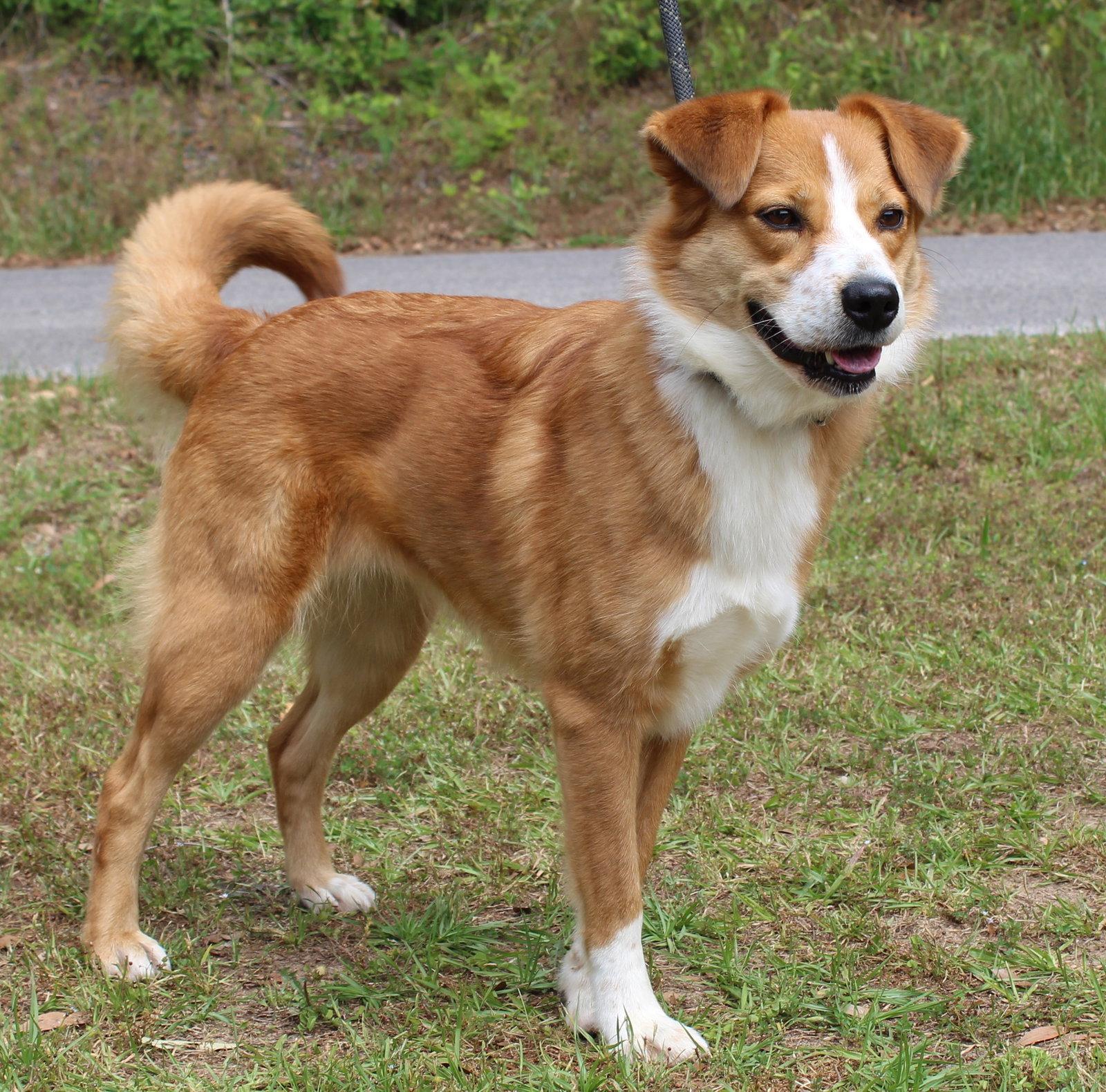 Enlarge Clover 43412, a Adopted Retriever in Prattville, AL image 3/3