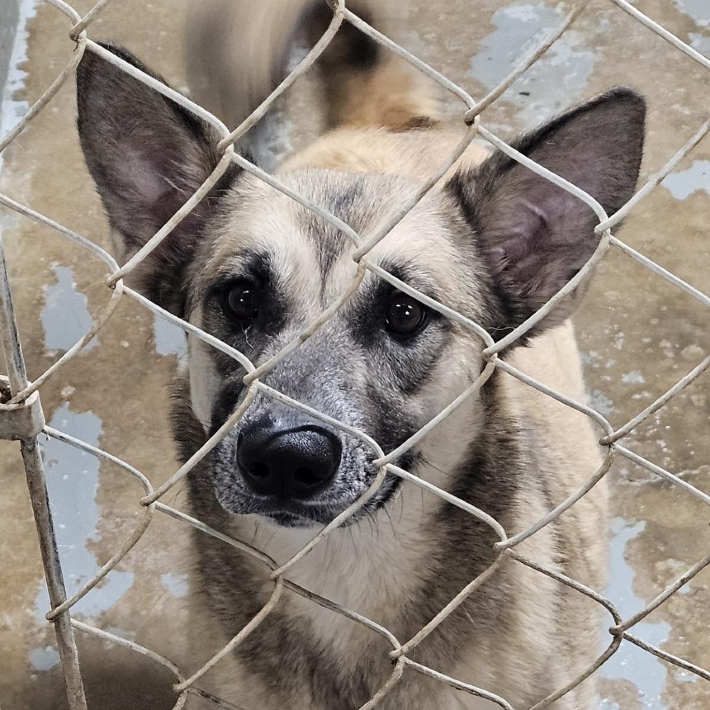 Buffy 2025, Adoptable, Young Female German Shepherd Dog & Mixed Breed.