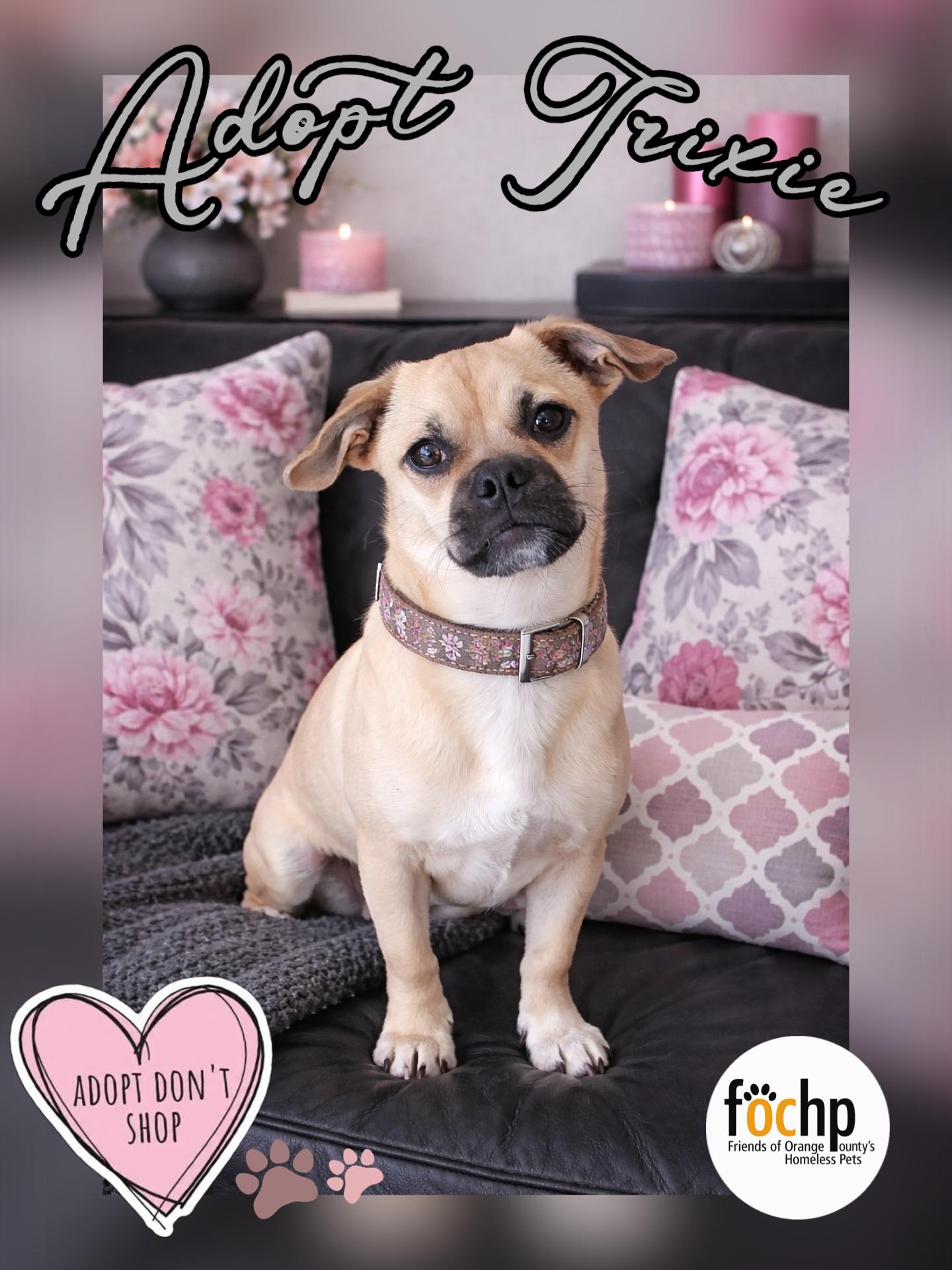 Enlarge Trixie, a Adoptable Pug in Orange, CA image 1/1