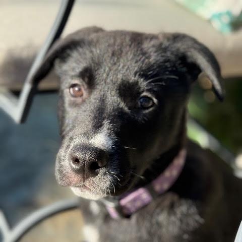 Game Show Litter_ Pat Sajak , Adoptable, Puppy Male Shepherd & Labrador Retriever.
