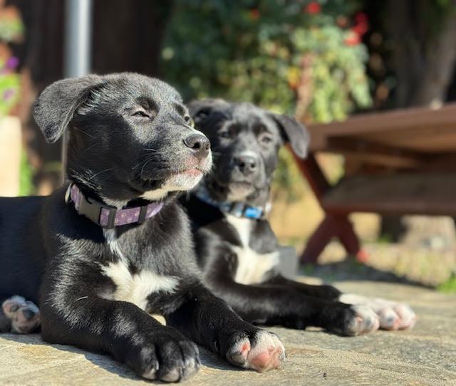 Enlarge Game Show Litter_ Pat Sajak , a Adoptable mixed breed in Redwood City, CA image 3/5