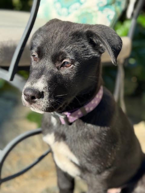 Enlarge Game Show Litter_ Pat Sajak , a Adoptable mixed breed in Redwood City, CA image 5/5