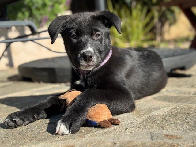 Enlarge Game Show Litter_ Pat Sajak , a Adoptable mixed breed in Redwood City, CA image 4/5