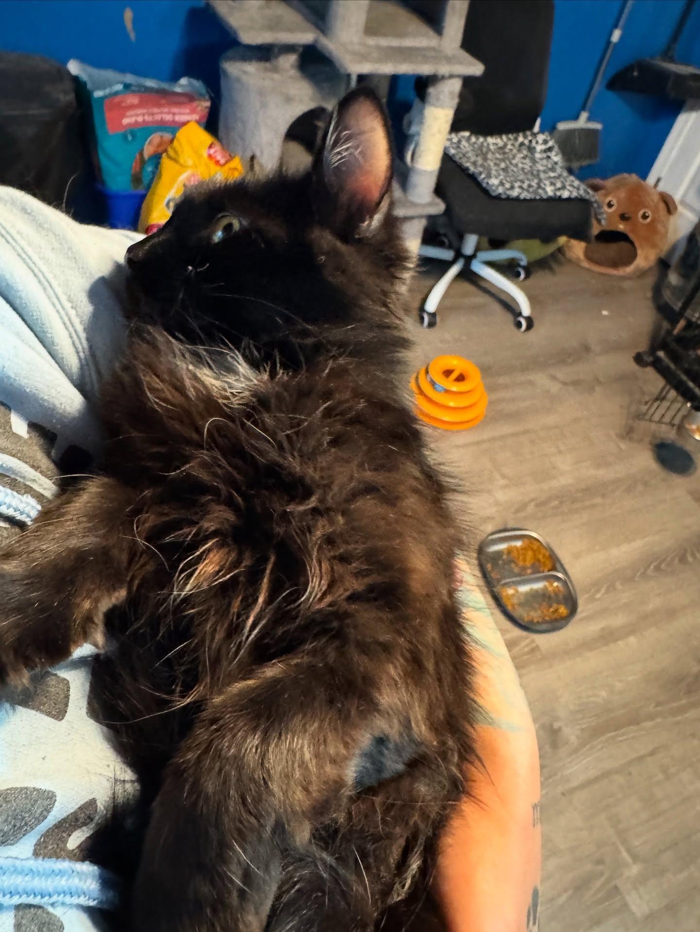Luna thumbnail 4