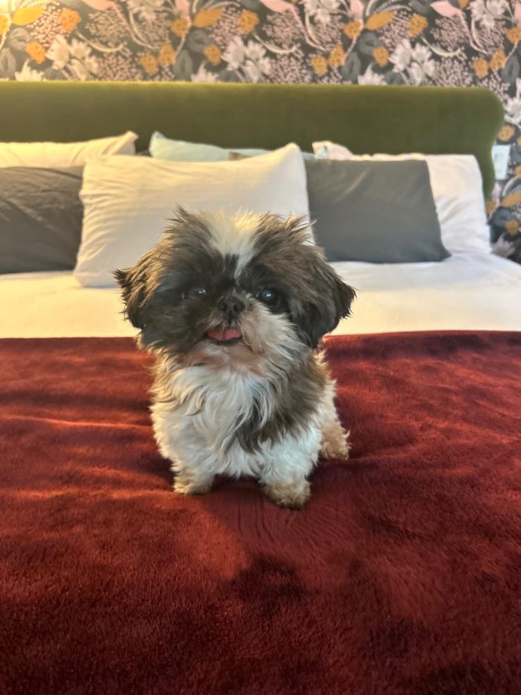 Enlarge Gidget, a Adoptable Shih Tzu in Silver Spring, MD image 1/4