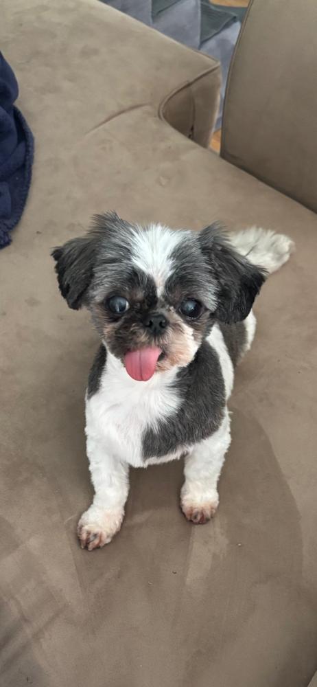 Enlarge Gidget, a Adoptable Shih Tzu in Silver Spring, MD image 3/4