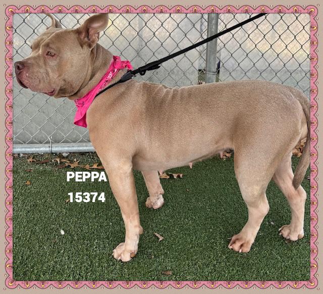 Enlarge PEPPA, an adoptable mixed breed in Marietta, GA image 1/4