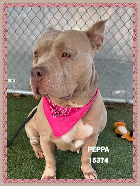 Enlarge PEPPA, an adoptable mixed breed in Marietta, GA image 2/4