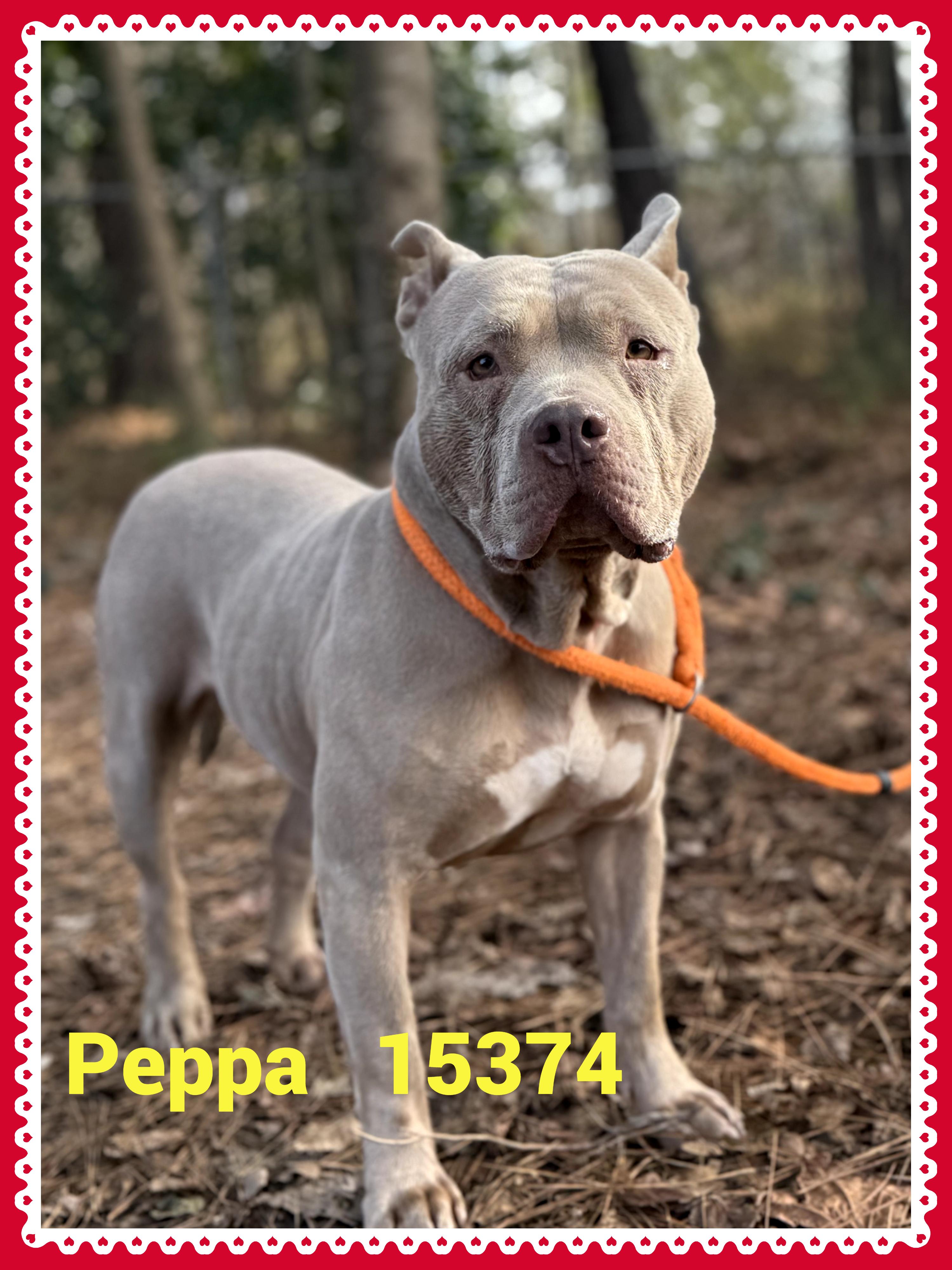 Enlarge PEPPA, a other mixed breed in Marietta, GA image 1/6