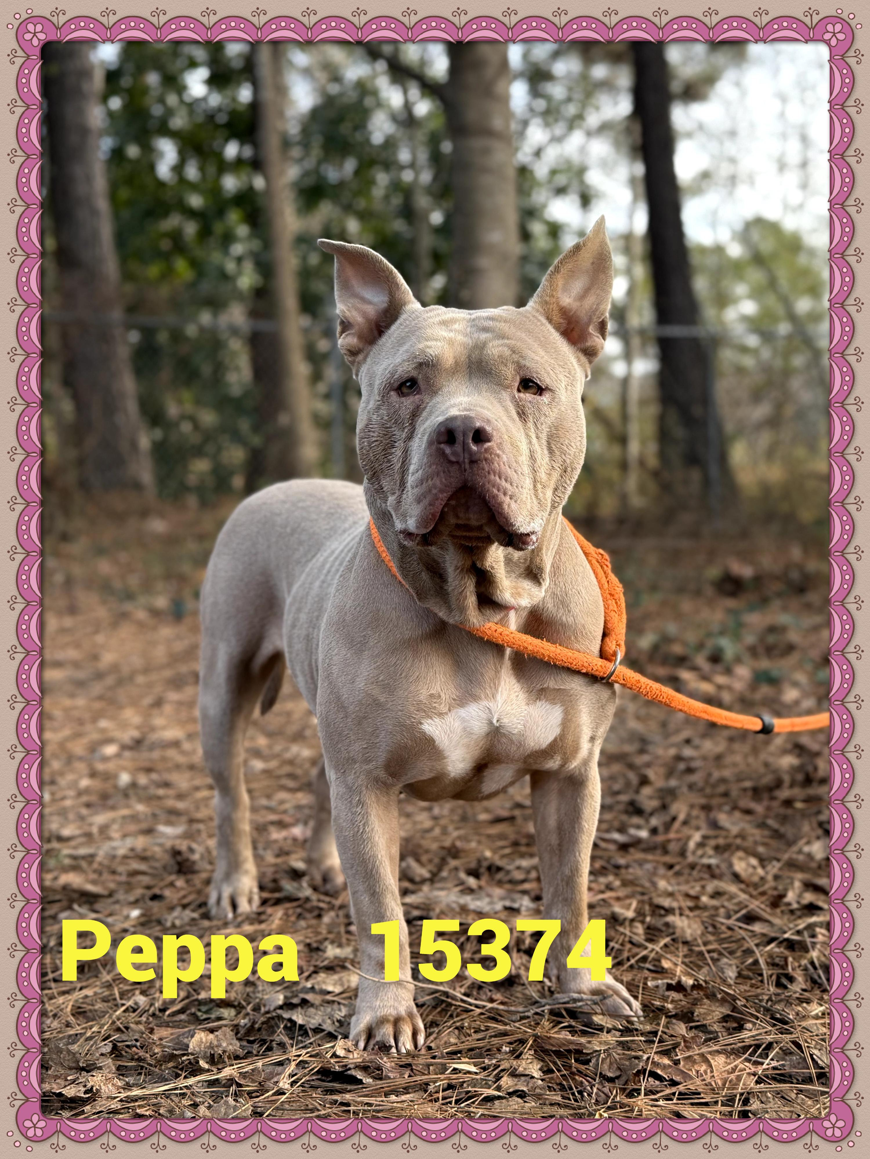 Enlarge PEPPA, a other mixed breed in Marietta, GA image 6/6
