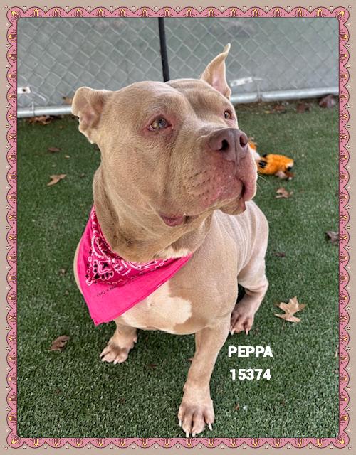 Enlarge PEPPA, an adoptable mixed breed in Marietta, GA image 3/4