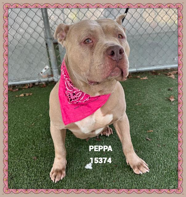 Enlarge PEPPA, an adoptable mixed breed in Marietta, GA image 4/4