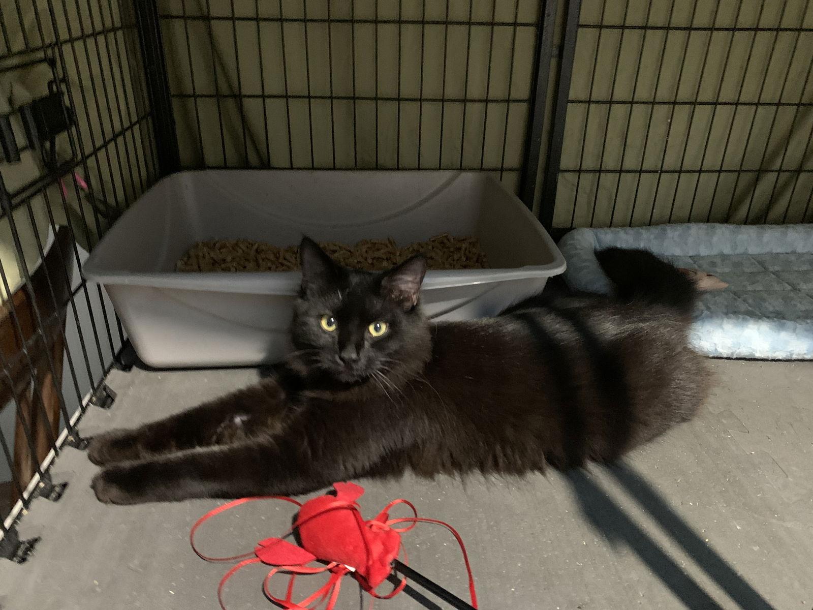 Elvis, Adopted, Adult Male Domestic Short Hair.