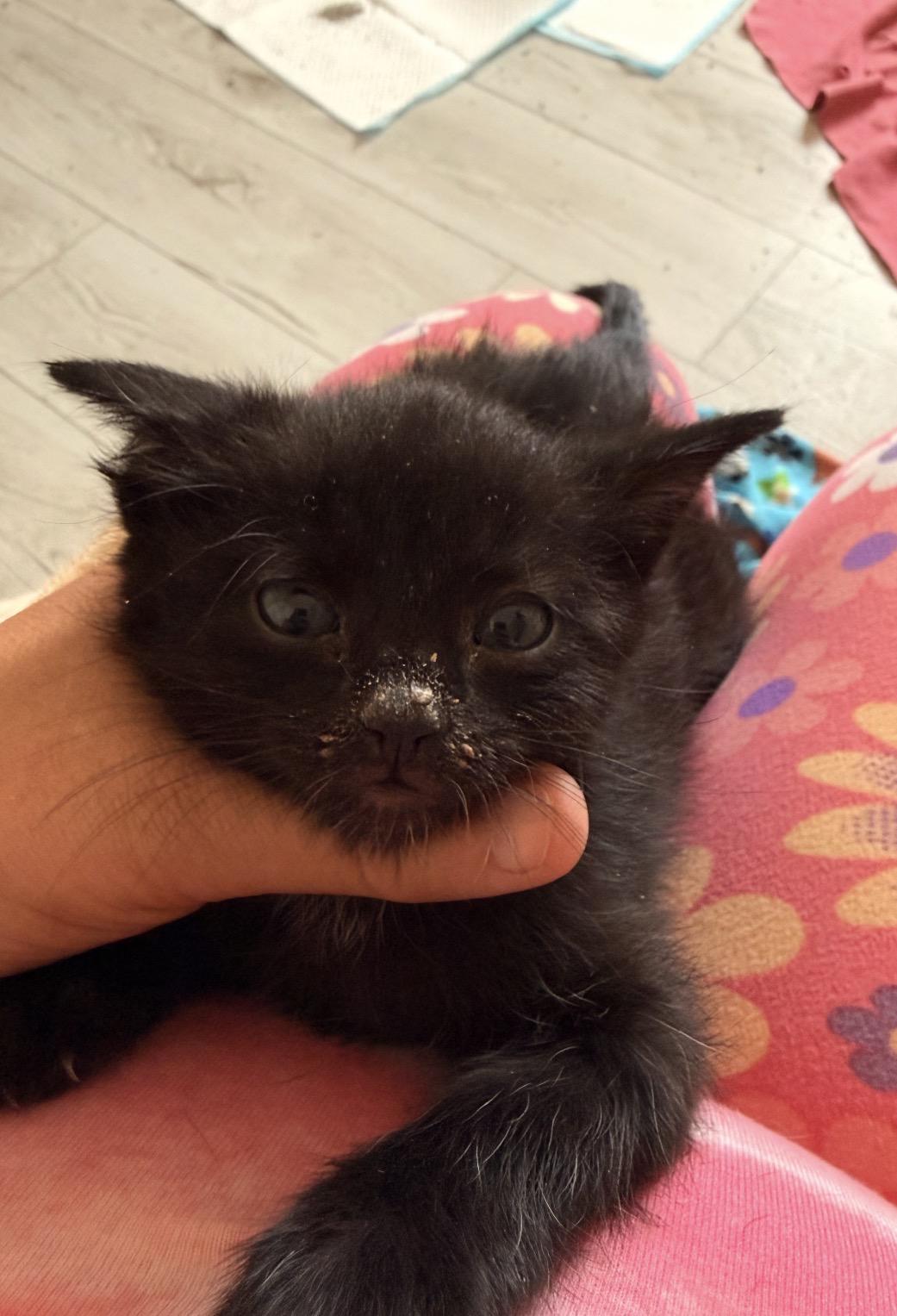 Fisty, ADOPTABLE, Kitten Female Domestic Short Hair.