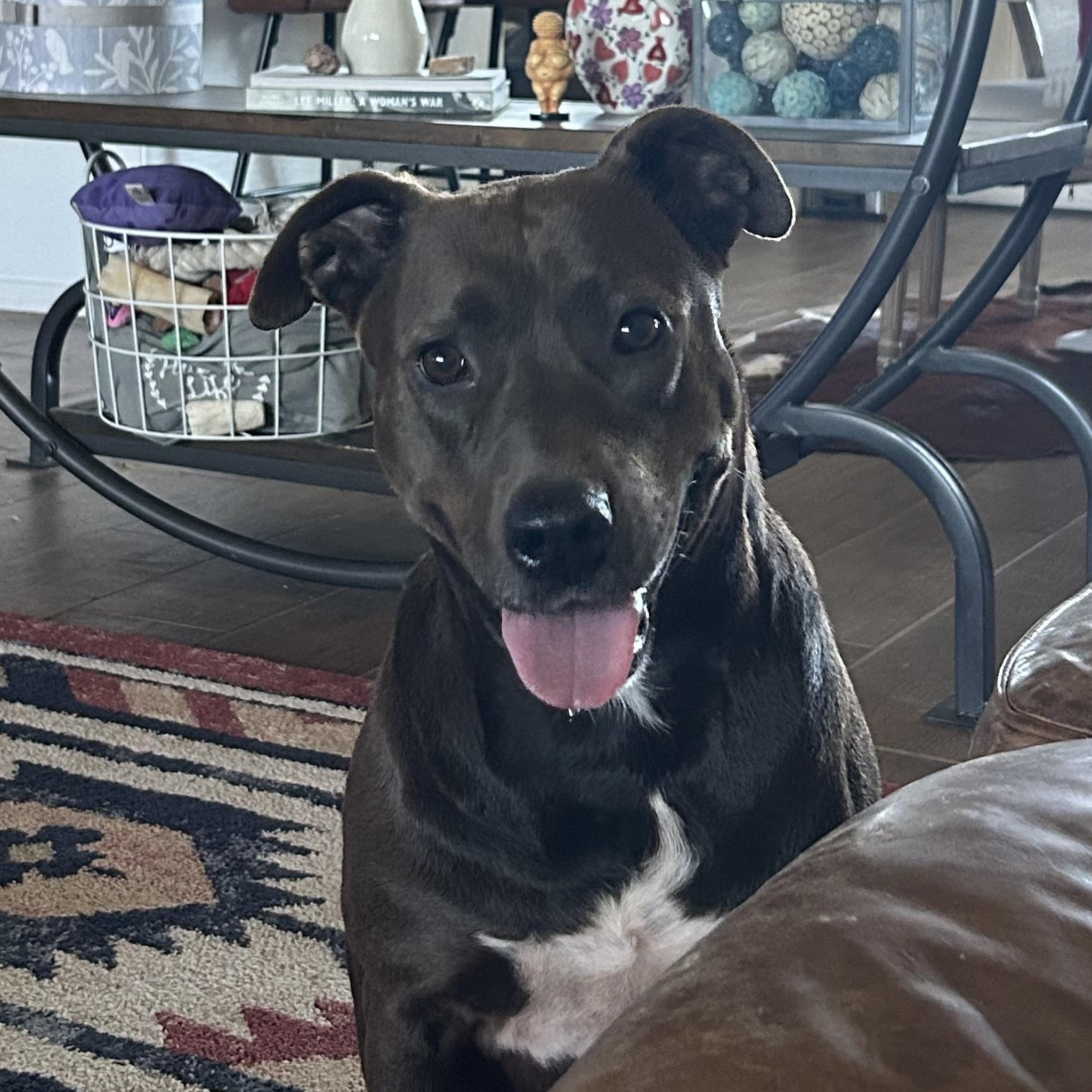 Enlarge Jane, a Adoptable mixed breed in Yonkers, NY image 1/5