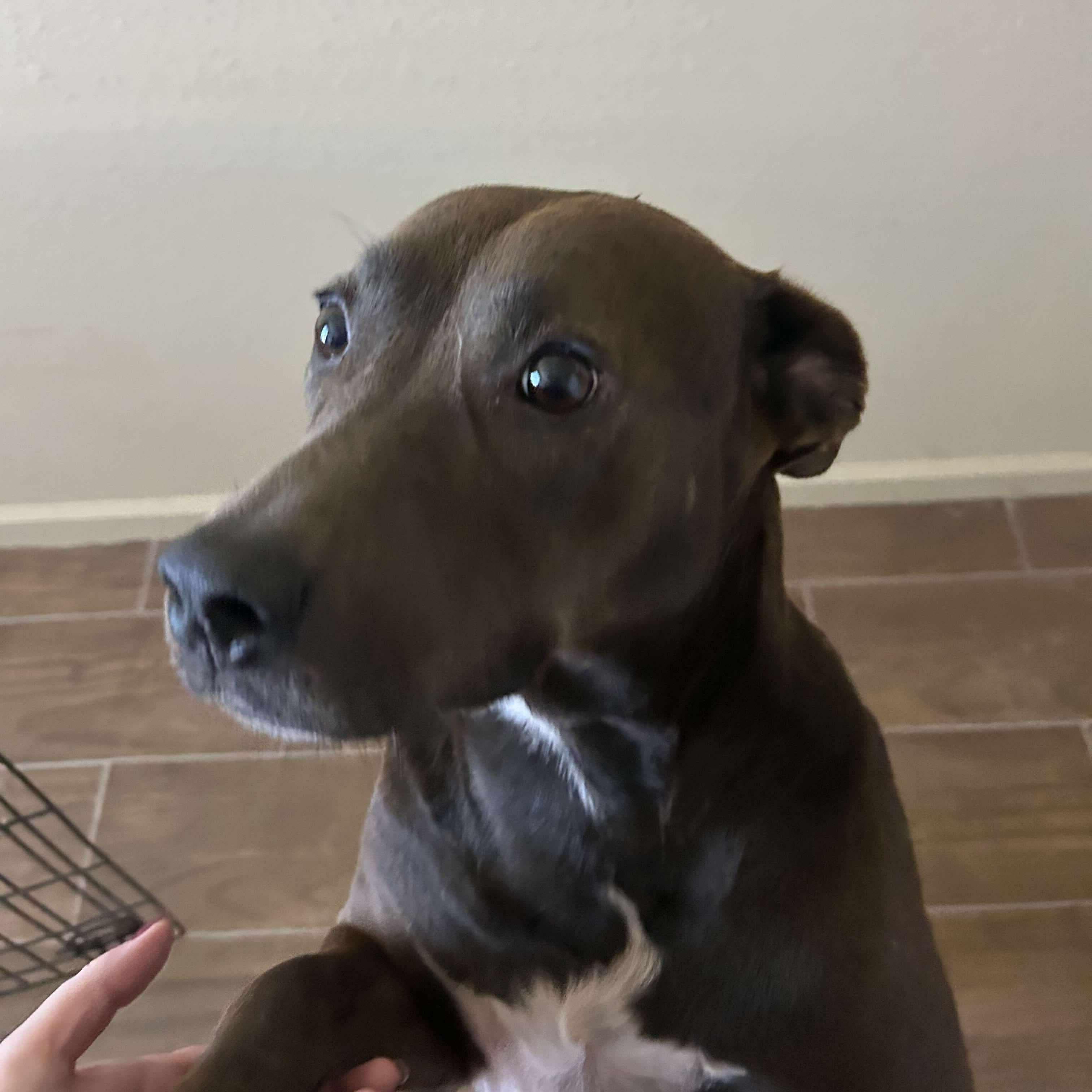 Enlarge Jane, a Adoptable mixed breed in Yonkers, NY image 3/5