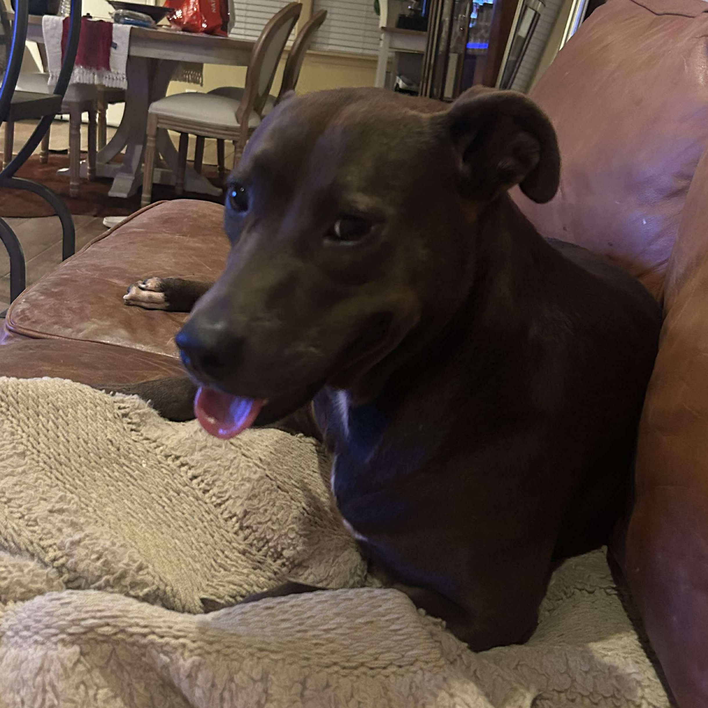 Enlarge Jane, a Adoptable mixed breed in Yonkers, NY image 4/5