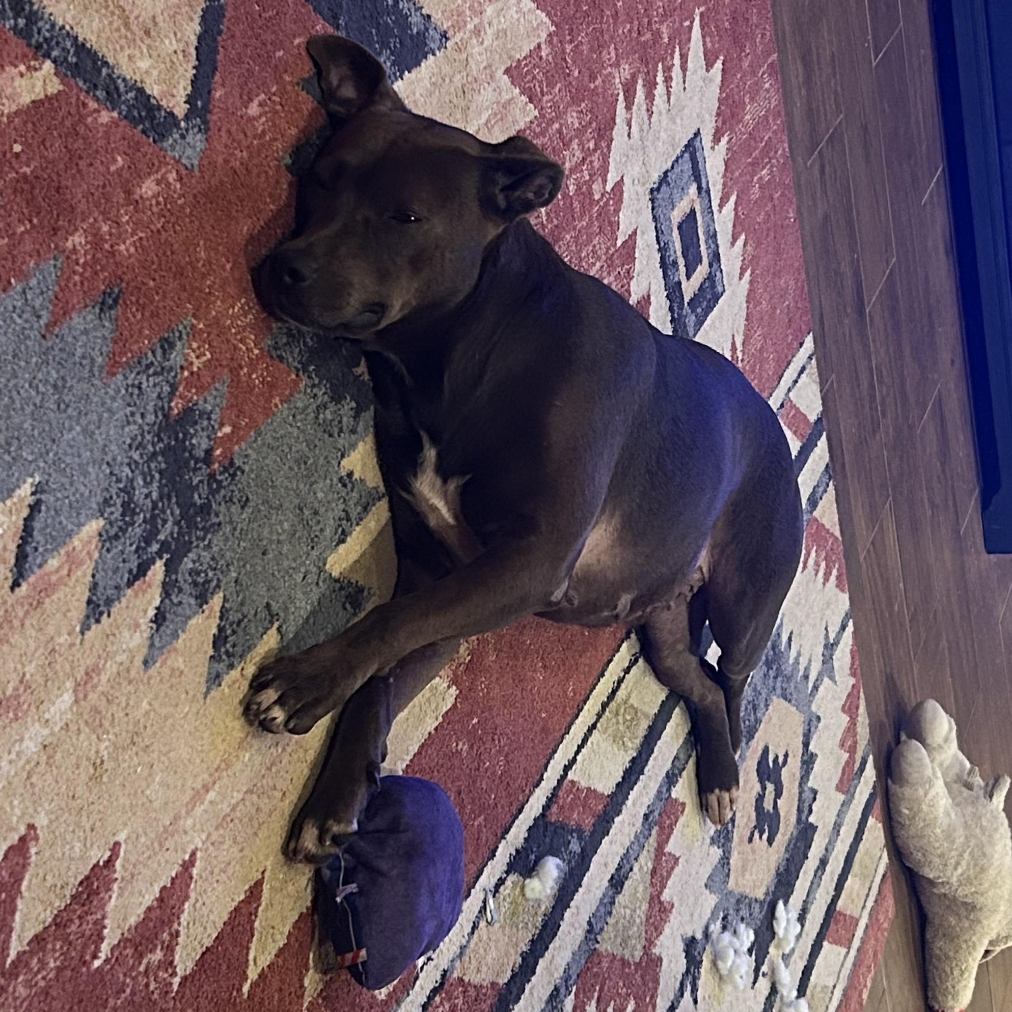 Enlarge Jane, a Adoptable mixed breed in Yonkers, NY image 5/5