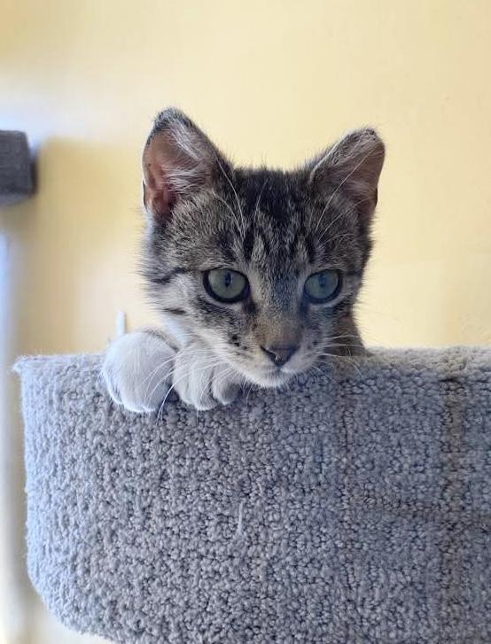 Enlarge Sally, a Adopted Domestic Short Hair in Green Bay, WI image 1/1