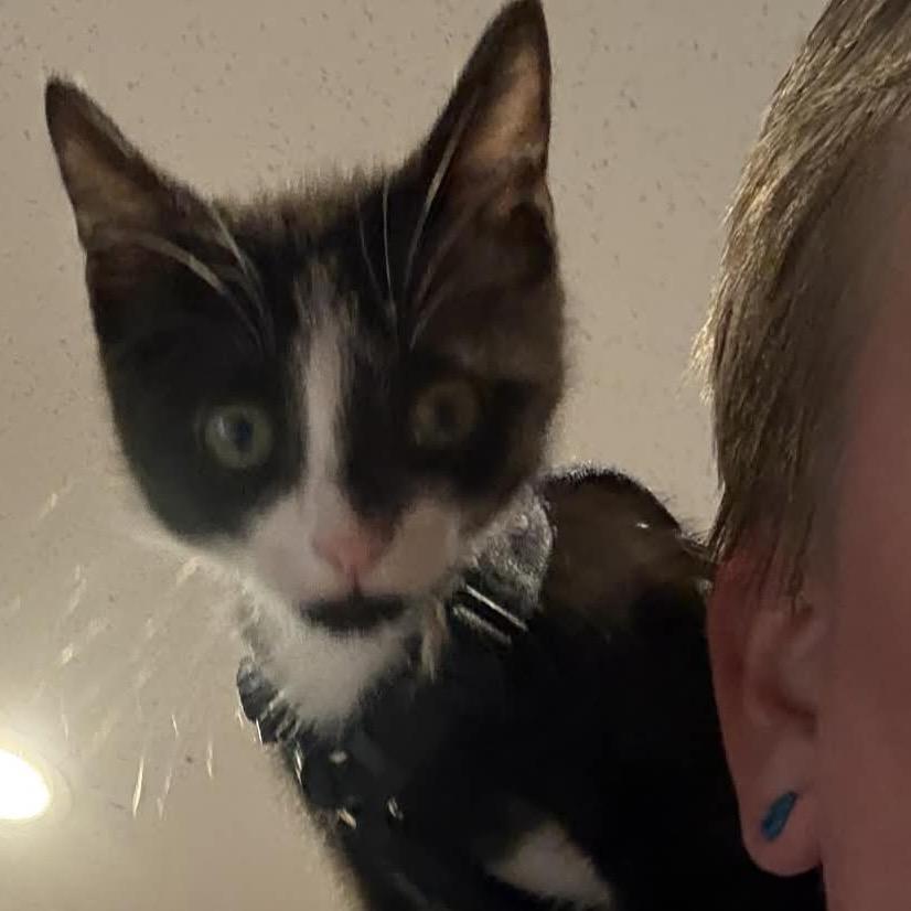 Enlarge Centric, a Adoptable Domestic Short Hair in Baytown, TX image 1/4