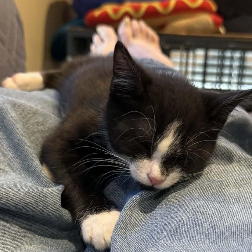 Enlarge Centric, a Adoptable Domestic Short Hair in Baytown, TX image 2/4