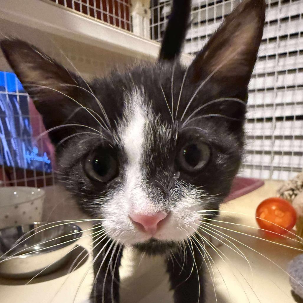 Centric, Adoptable, Kitten Male Domestic Short Hair.