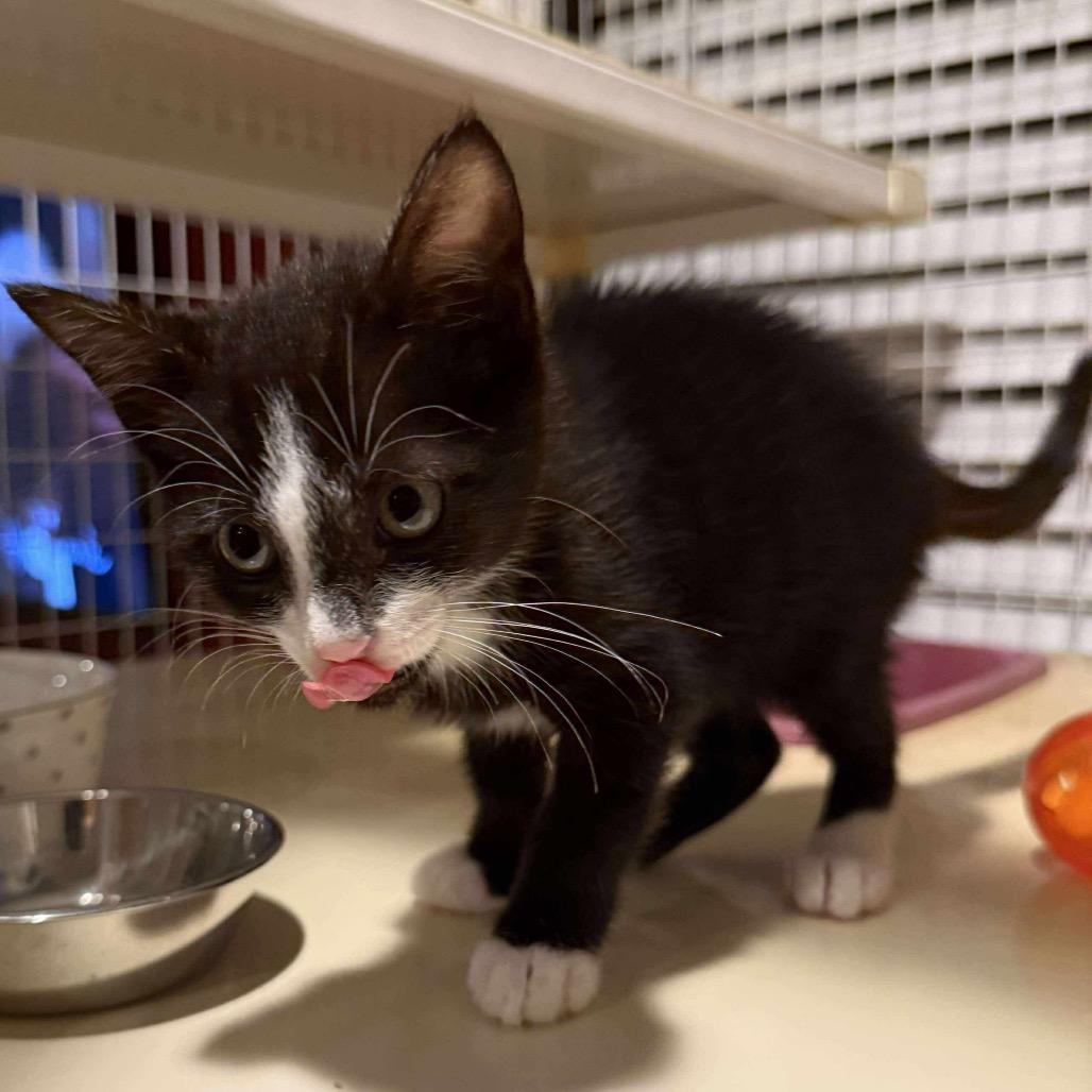 Enlarge Centric, a Adoptable Domestic Short Hair in Baytown, TX image 2/2