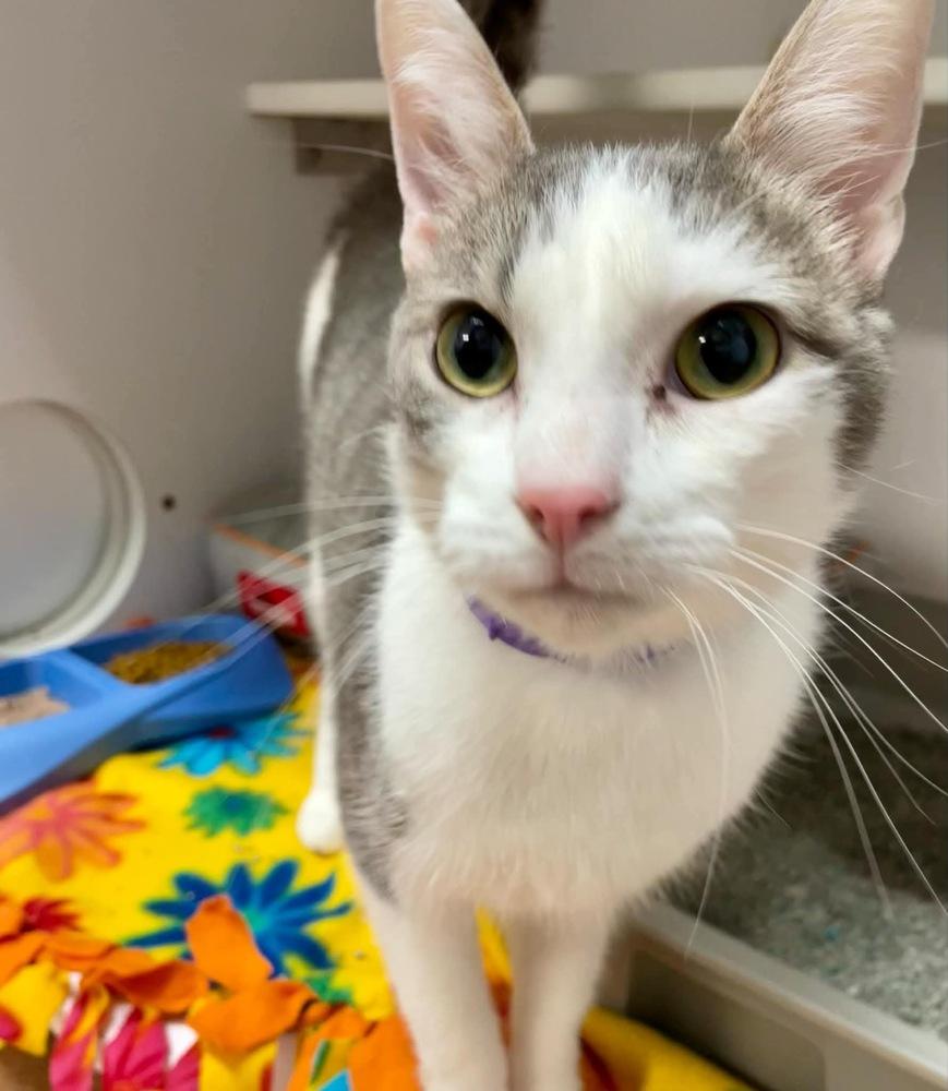 Enlarge Rave, a Adoptable Domestic Short Hair in Bolivar, MO image 1/1