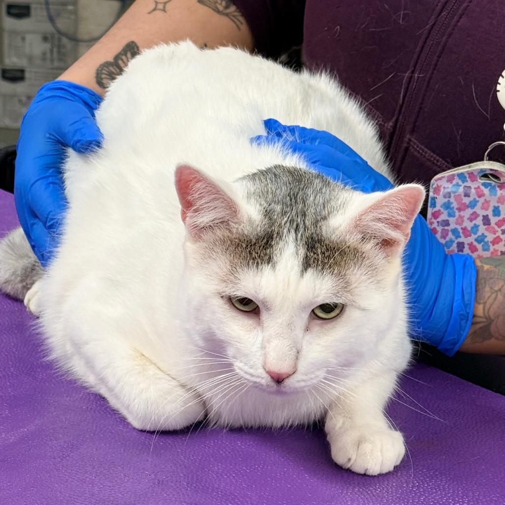 Dirk, Adoptable, Young Male Domestic Short Hair.