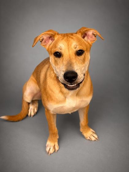 Achilles, a Adoptable mixed breed in Bowling Green, KY image 1/2