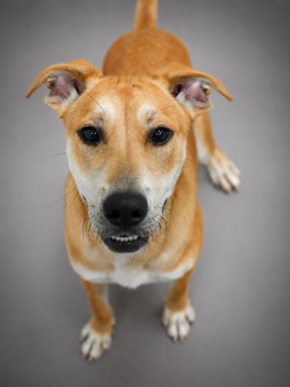 Achilles, a Adoptable mixed breed in Bowling Green, KY image 2/2