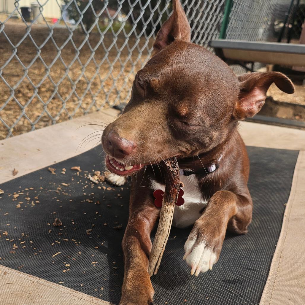 Enlarge Raine, a Adoptable mixed breed in Oceanside, CA image 1/6