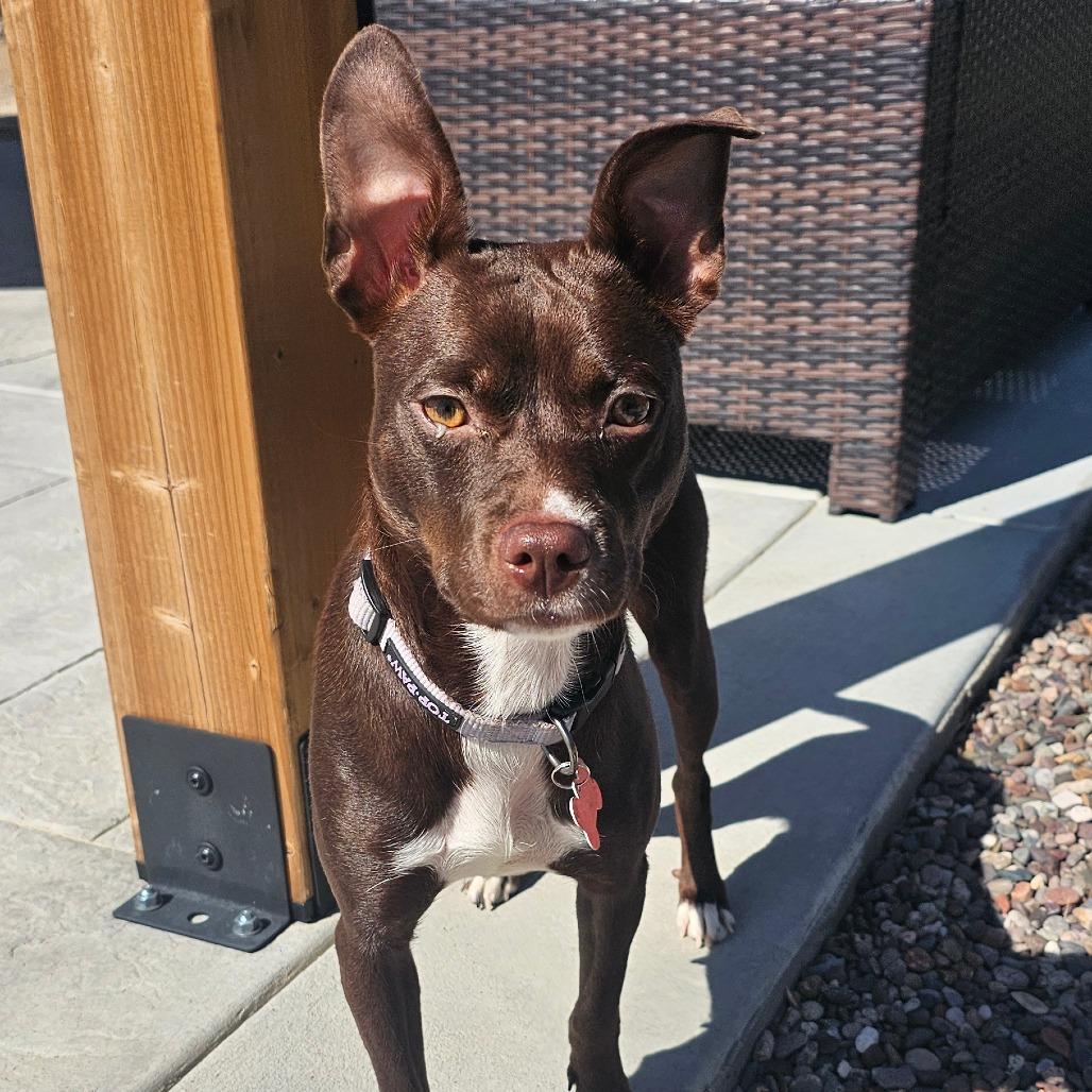 Enlarge Raine, a Adoptable mixed breed in Oceanside, CA image 3/6