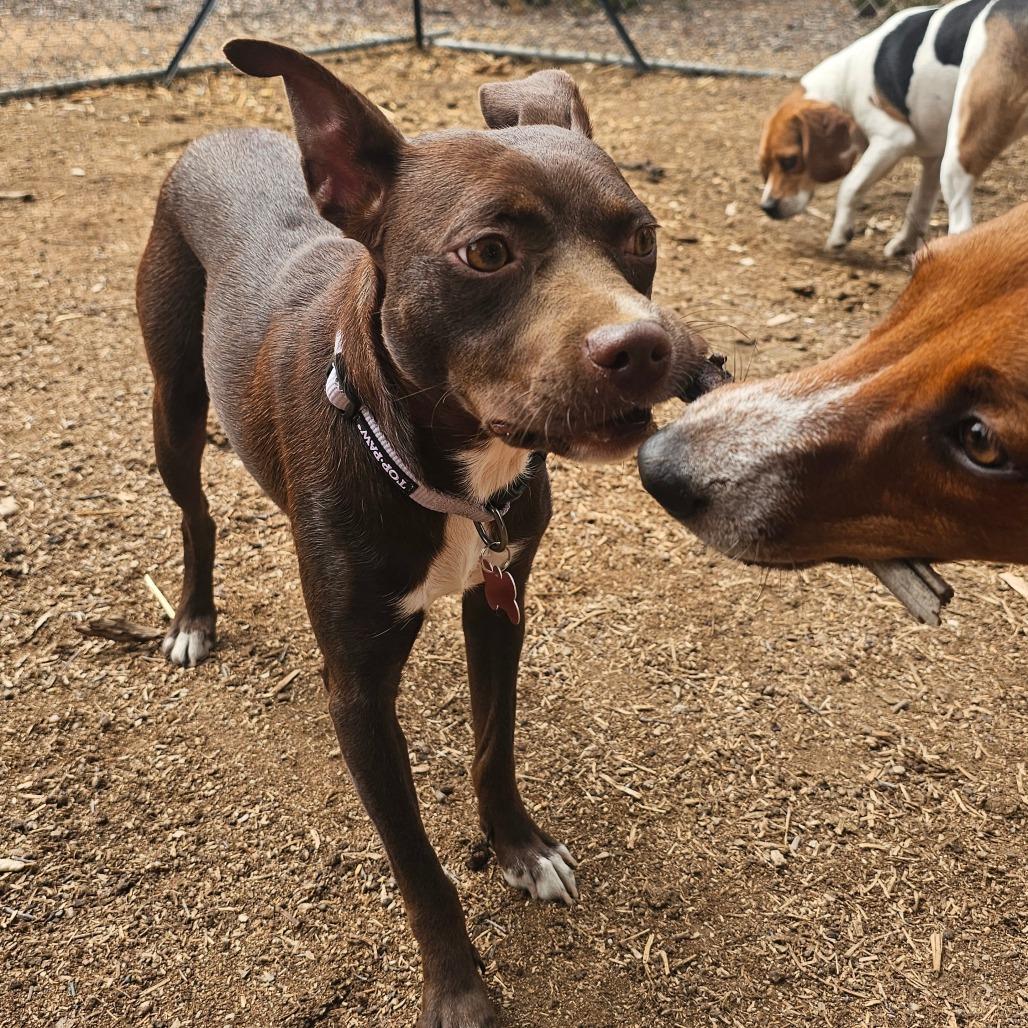 Enlarge Raine, a Adoptable mixed breed in Oceanside, CA image 4/6