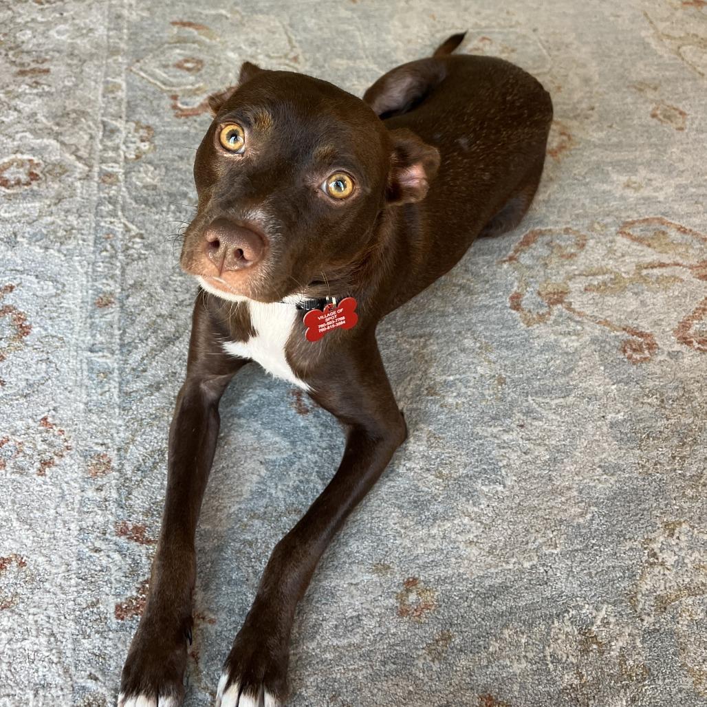 Enlarge Raine, a Adoptable mixed breed in Oceanside, CA image 5/6