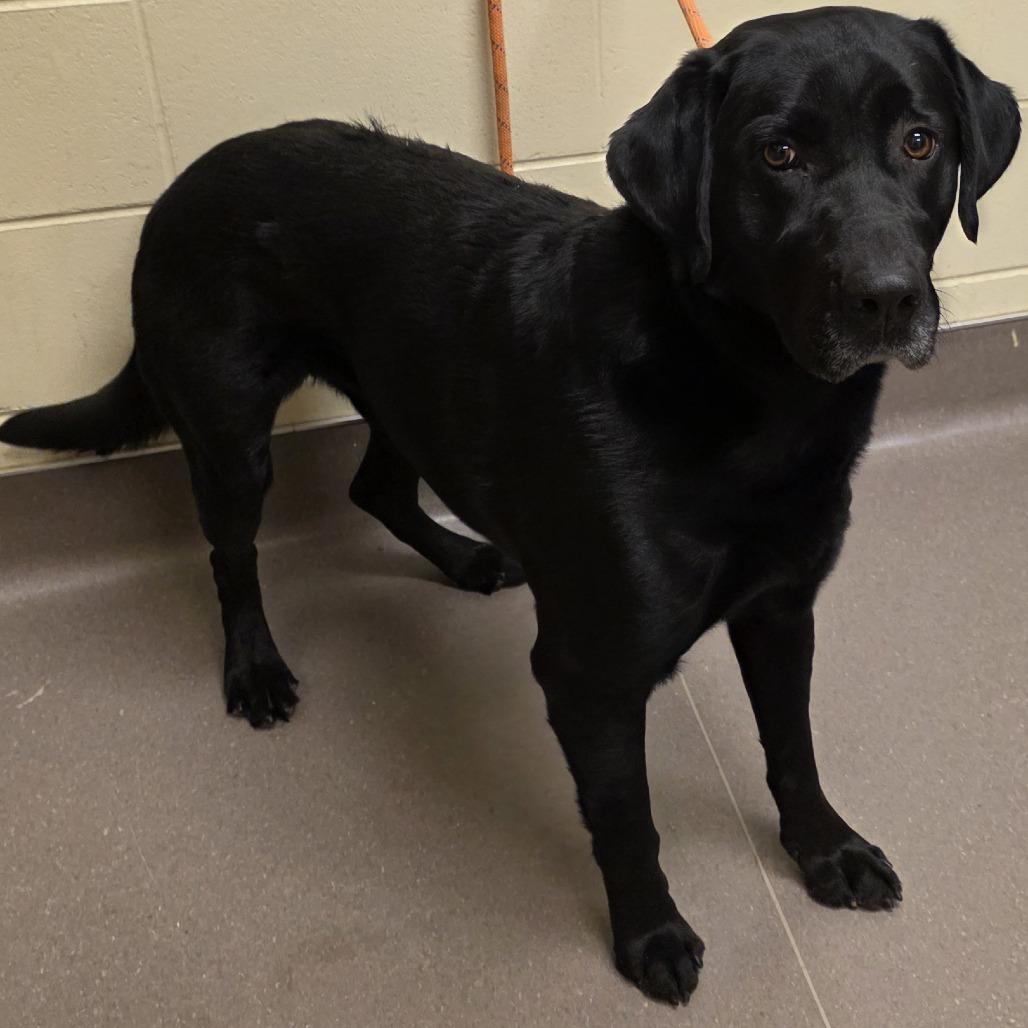 Enlarge Rufferton, a Adoptable Labrador Retriever in Norman, OK image 1/1