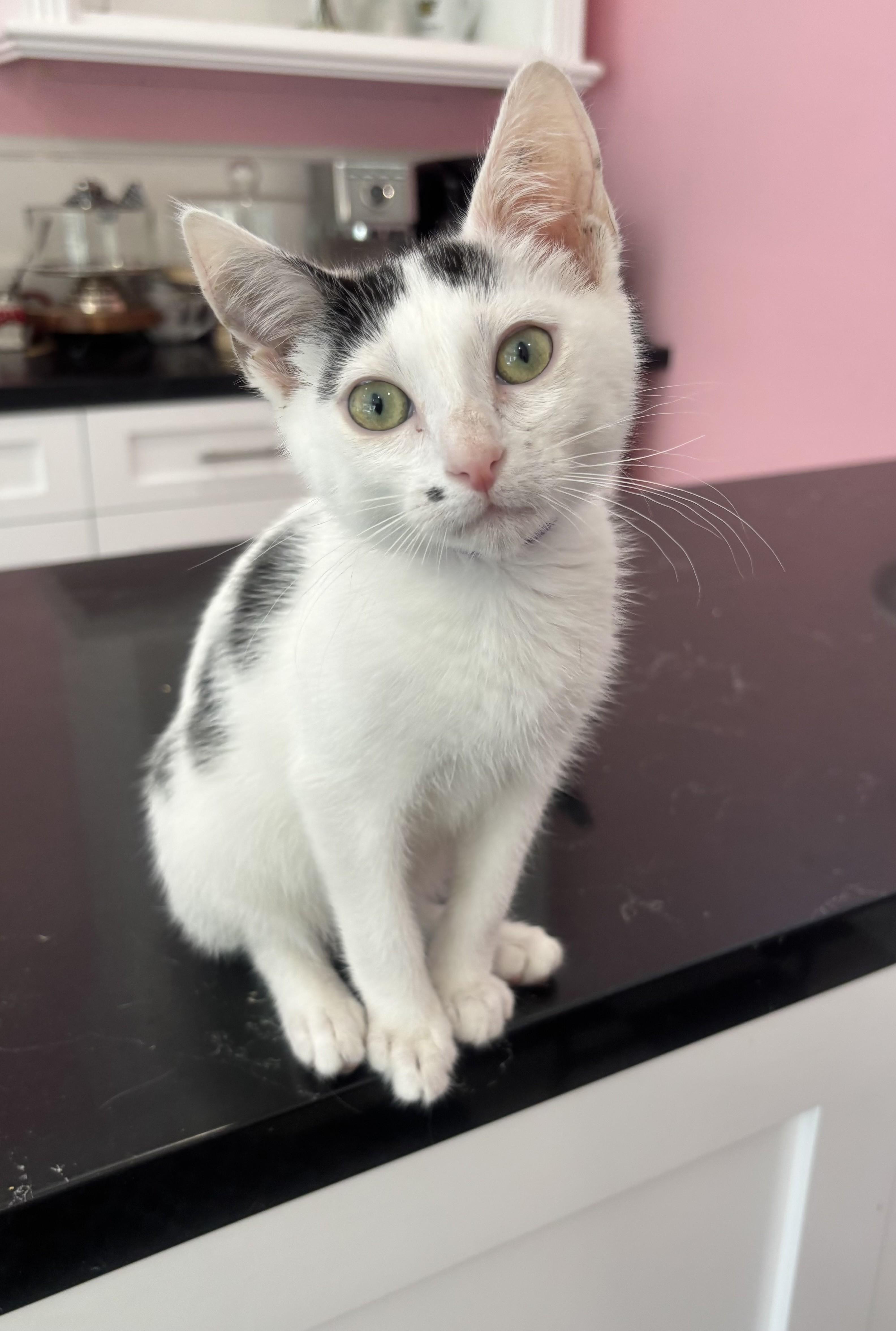 Enlarge Dimples, a Adoptable Domestic Short Hair in Whittier, CA image 4/5