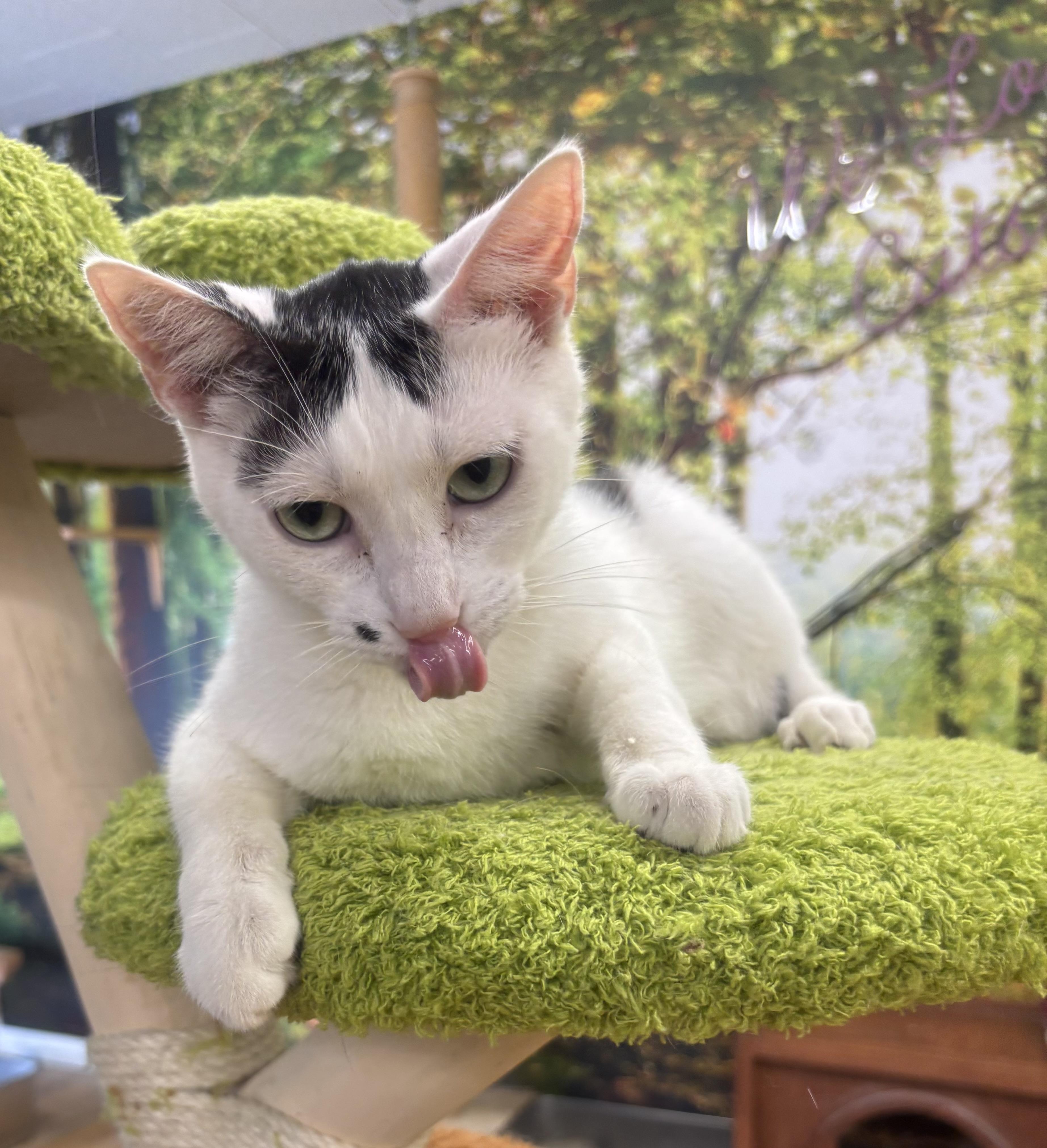 Enlarge Dimples, a Adoptable Domestic Short Hair in Whittier, CA image 2/5