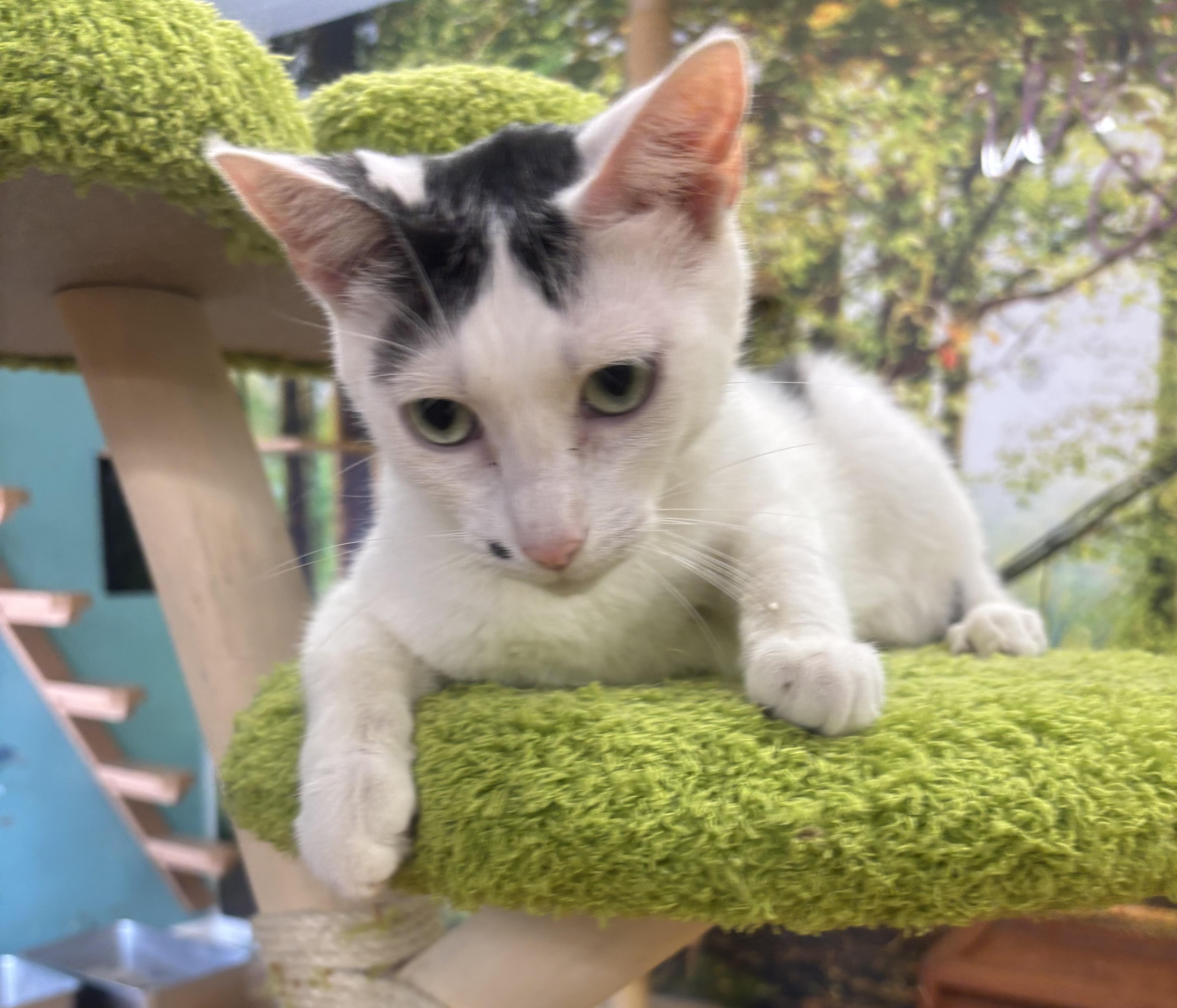 Enlarge Dimples, a Adoptable Domestic Short Hair in Whittier, CA image 3/5