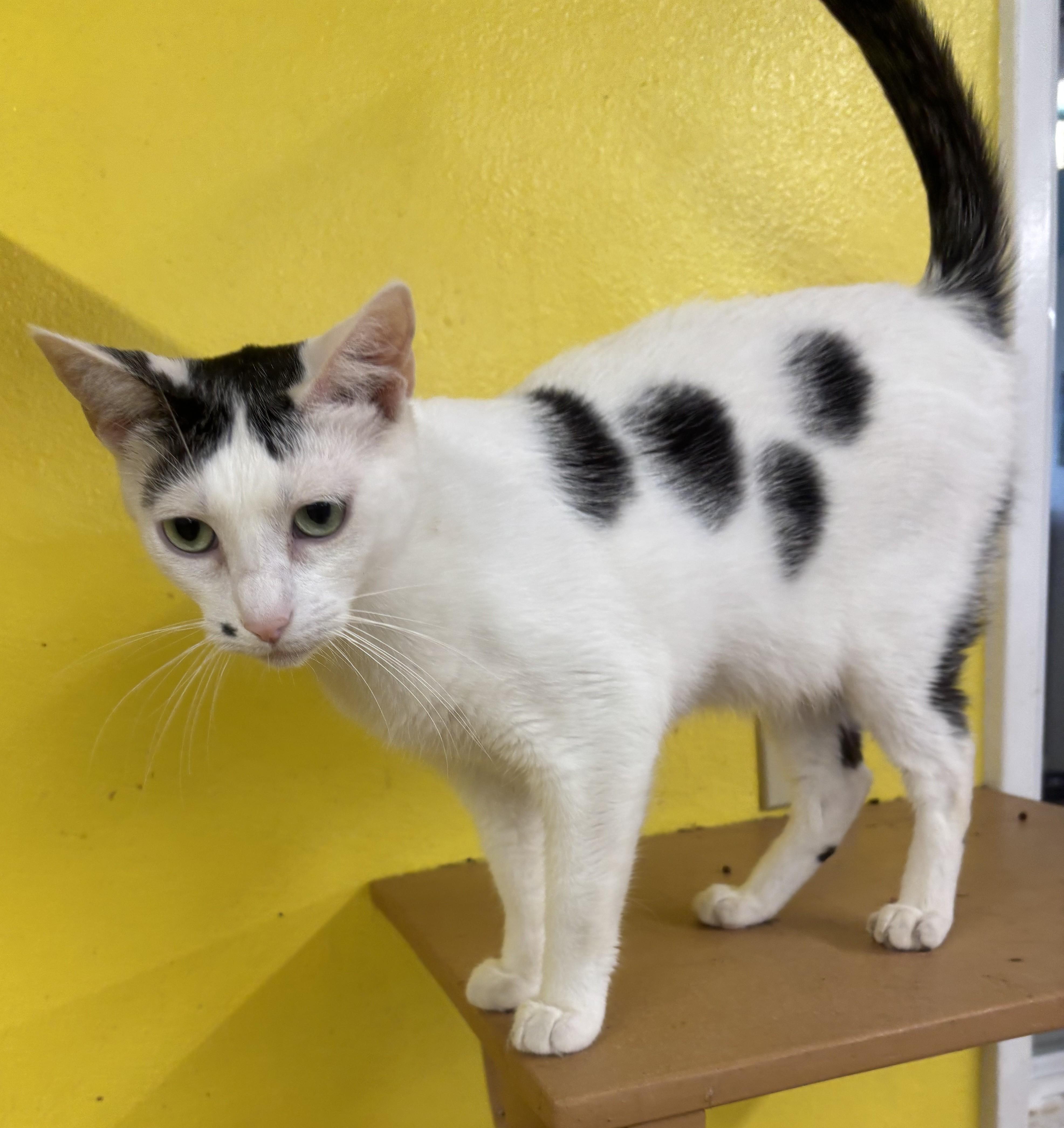 Enlarge Dimples, a Adoptable Domestic Short Hair in Whittier, CA image 1/5