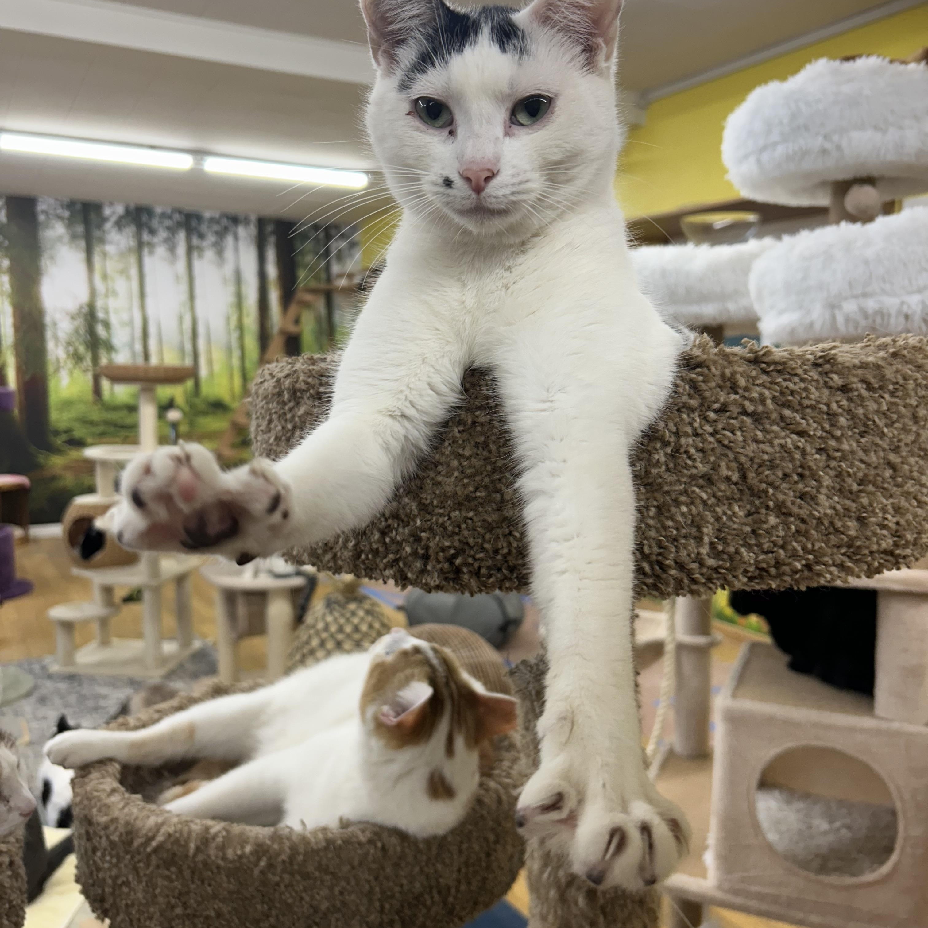 Enlarge Dimples, a Adoptable Domestic Short Hair in Whittier, CA image 5/5