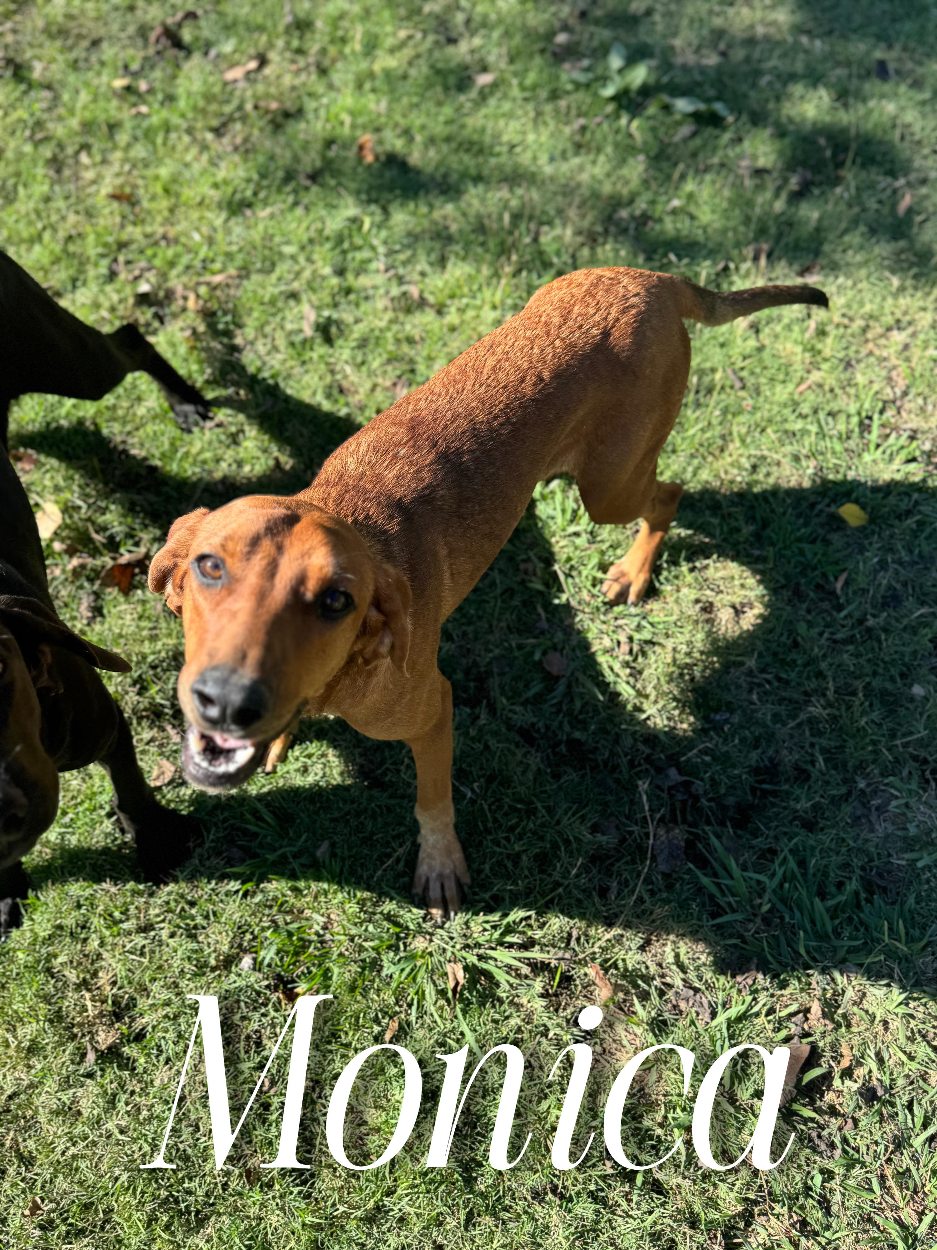 Enlarge Monica, a Adoptable mixed breed in Sherman, TX image 1/1