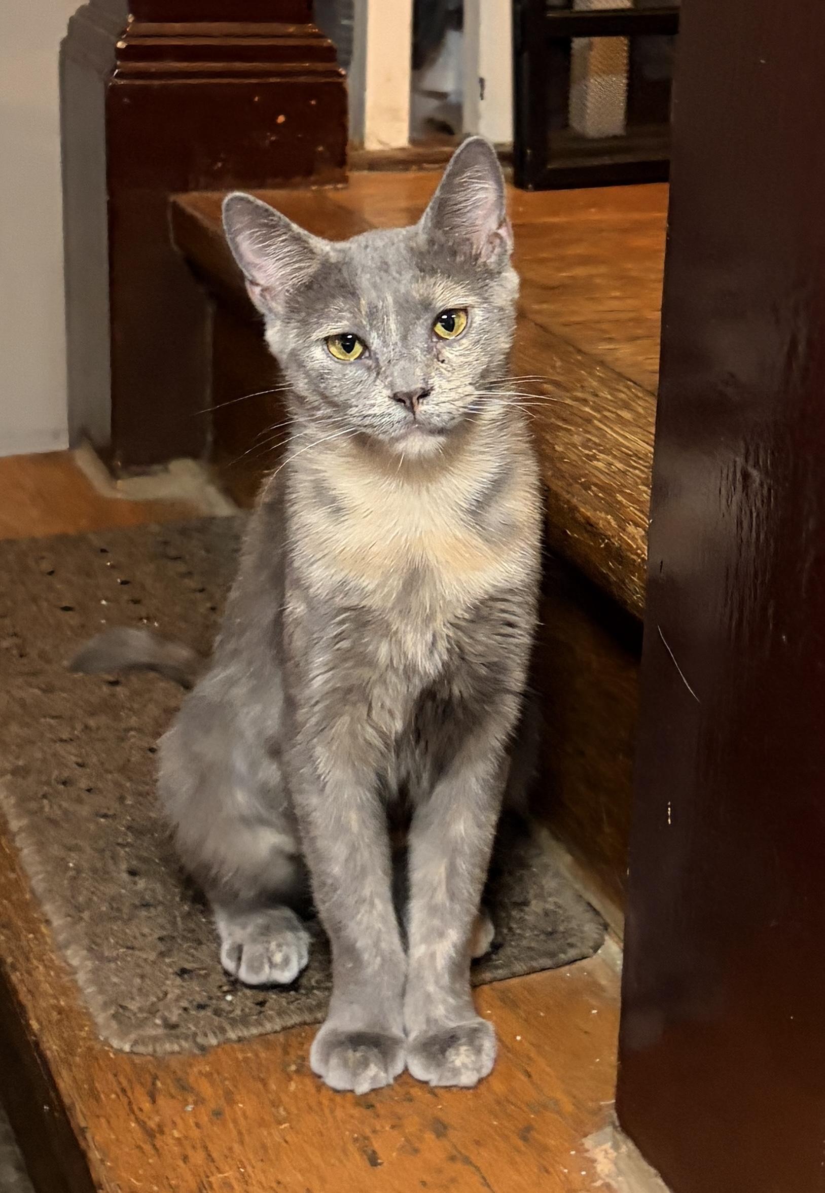 Blossom, Adoptable, Adult Female Dilute Tortoiseshell.